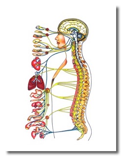 shéma neurologie